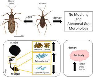 Read more about the article New manuscript from Nunes-da-Fonseca lab published: