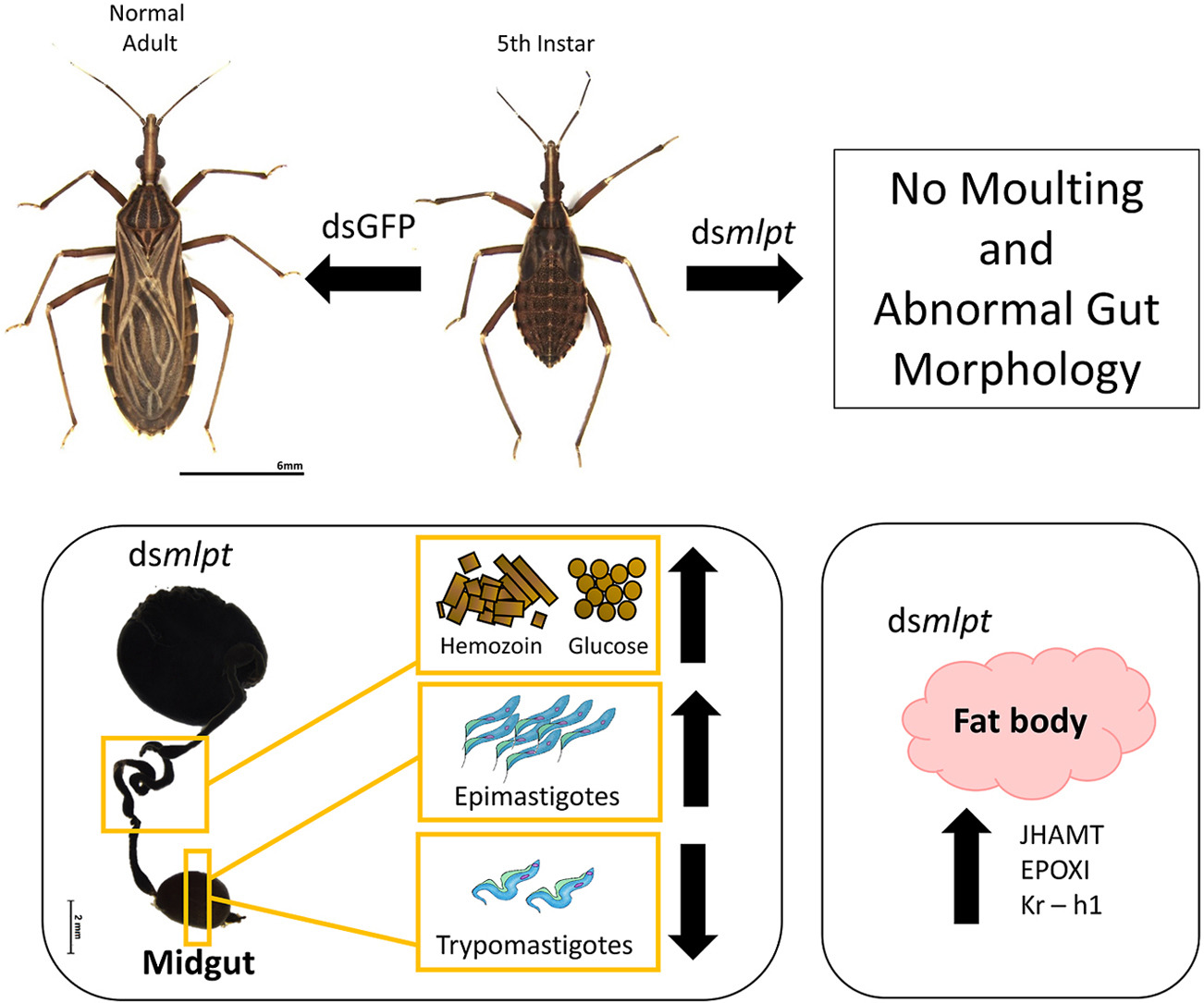 Read more about the article New manuscript from Nunes-da-Fonseca lab published: